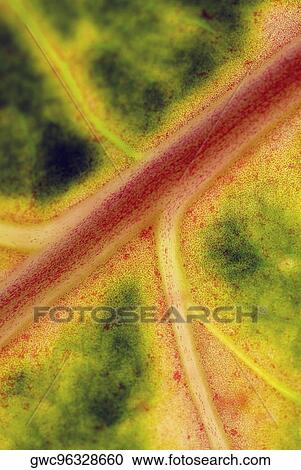 Stock Image - Close-up of a leaf. Fotosearch