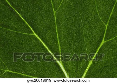 Close-up of a leaf View Large Photo Image Stock Photo - Close-up of a leaf. Fotosearch