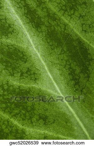 Close-up of a leaf View Large Photo Image Stock Photo - Close-up of a leaf. Fotosearch