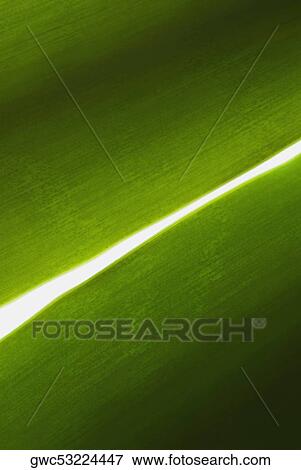 Stock Photo - Close-up of a leaf. Fotosearch