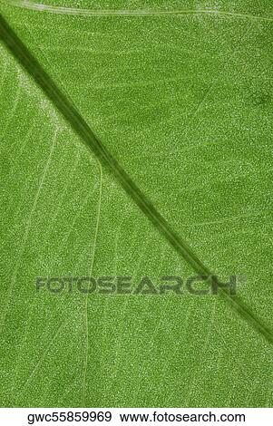 Stock Photo - Close-up of a leaf. Fotosearch