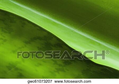 Close-up of a leaf View Large Photo Image Stock Photo - Close-up of a leaf. Fotosearch