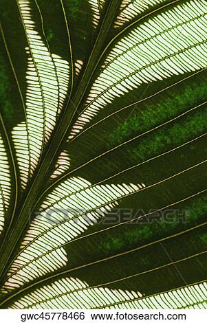 Close-up of a leaf View Large Photo Image Stock Photograph - Close-up of a leaf. Fotosearch