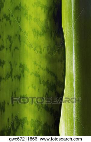 Close-up of a leaf View Large Photo Image Stock Photograph - Close-up of a leaf. Fotosearch