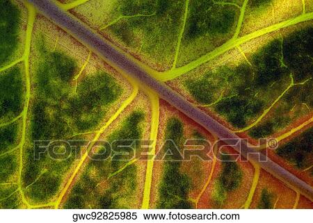Stock Photography - Close-up of a leaf. Fotosearch