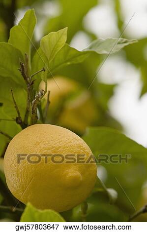 Close-up of a lemon, Cinque Terre National Park, La Spezia, Liguria, Italy View Large Photo Image Stock Photo - Close-up of a lemon, Cinque Terre National Park, La Spezia, Liguria, Italy. Fotosearch