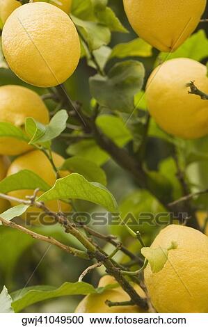 Close-up of a lemon tree, Cinque Terre National Park, La Spezia, Liguria, Italy View Large Photo Image Stock Image - Close-up of a lemon tree, Cinque Terre National Park, La Spezia, Liguria, Italy. Fotosearch