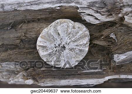 Close-up of a log View Large Photo Image Stock Photo - Close-up of a log. Fotosearch