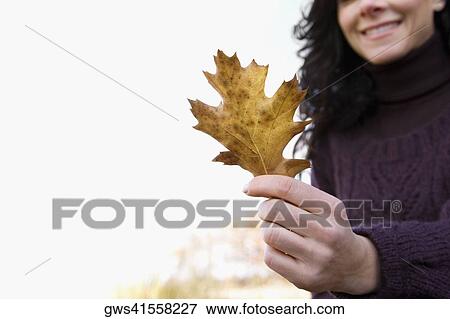 Close-up of a mature woman holding a maple leaf and smiling View Large Photo Image Stock Photo - Close-up of a mature woman holding a maple leaf and smiling. Fotosearch