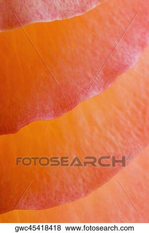 Stock Photo - Close-up of a petals. Fotosearch