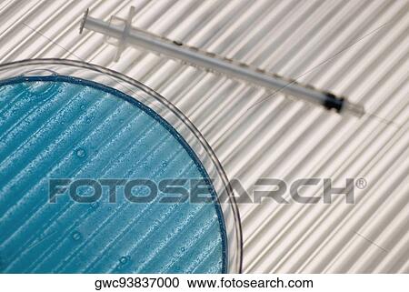 Close-up of a petri dish with a syringe View Large Photo Image Stock Image - Close-up of a petri dish with a syringe. Fotosearch
