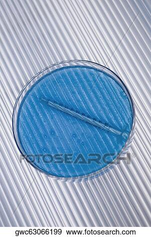 Close-up of a petri dish with a syringe View Large Photo Image Stock Photo - Close-up of a petri dish with a syringe. Fotosearch