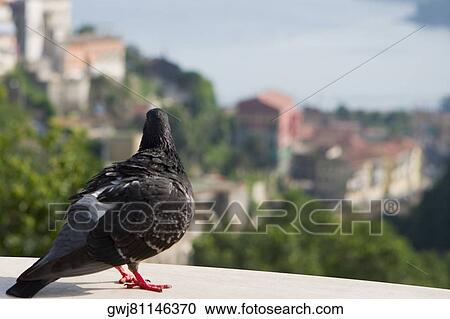 Close-up of a pigeon, Vietri sul Mare, Costiera Amalfitana, Salerno, Campania, Italy View Large Photo Image Stock Image - Close-up of a pigeon, Vietri sul Mare, Costiera Amalfitana, Salerno, Campania, Italy. Fotosearch