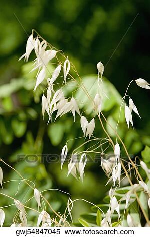 Close-up of a plant, La Spezia, Liguria, Italy View Large Photo Image Stock Photography - Close-up of a plant, La Spezia, Liguria, Italy. Fotosearch