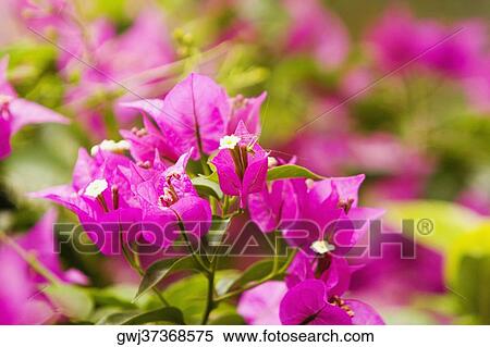 Stock Photography - Close-up of a plant, Positano, Amalfi Coast, Salerno, Campania, Italy. Fotosearch