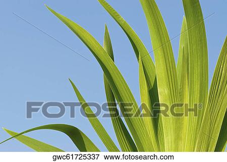 Close-up of a plant View Large Photo Image Stock Photo - Close-up of a plant. Fotosearch