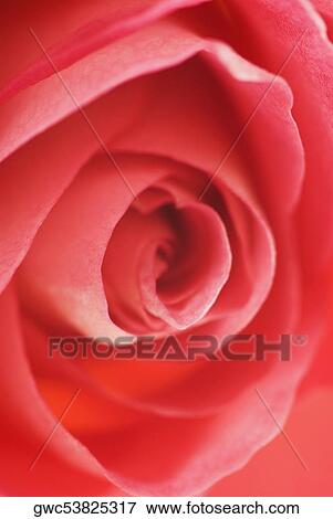 Stock Photo - Close-up of a red rose. Fotosearch