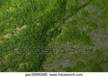 Close-up of a rock covered with moss View Large Photo Image Stock Photograph - Close-up of a rock covered with moss. Fotosearch