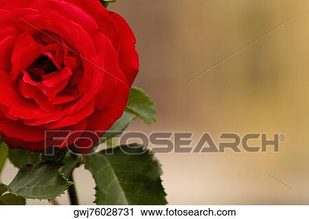 Close-up of a rose, Cinque Terre National Park, La Spezia, Liguria, Italy View Large Photo Image Stock Image - Close-up of a rose, Cinque Terre National Park, La Spezia, Liguria, Italy. Fotosearch
