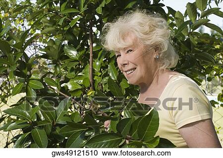 Close-up of a senior woman gardening View Large Photo Image Stock Image - Close-up of a senior woman gardening. Fotosearch