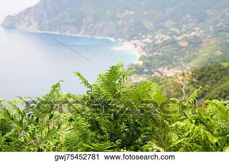 Close-up of a tree top with a sea in the background, Ligurian Sea, Italian Riviera, Monterosso al Mare, Cinque Terre, La Spezia, Liguria, Italy View Large Photo Image Stock Image - Close-up of a tree top with a sea in the background, Ligurian Sea, Italian Riviera, Monterosso al Mare, Cinque Terre, La Spezia, Liguria, Italy. Fotosearch