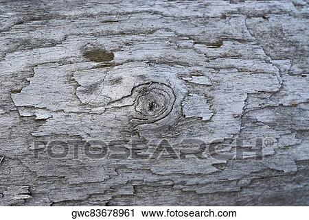 Close-up of a tree trunk View Large Photo Image Stock Image - Close-up of a tree trunk. Fotosearch