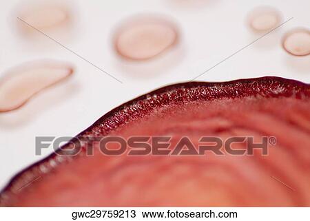 Close-up of blood cells View Large Photo Image Stock Image - Close-up of blood cells. Fotosearch