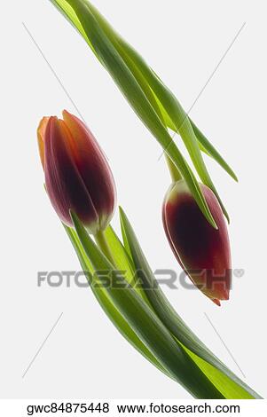 Close-up of buds View Large Photo Image Stock Photo - Close-up of buds. Fotosearch