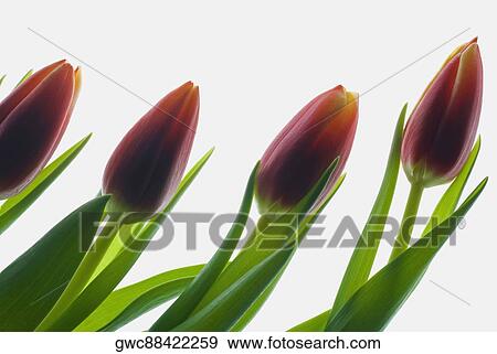 Close-up of buds View Large Photo Image Stock Photo - Close-up of buds. Fotosearch