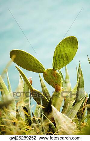 Close-up of cactus, Amalfi Coast, Salerno, Campania, Italy View Large Photo Image Stock Image - Close-up of cactus, Amalfi Coast, Salerno, Campania, Italy. Fotosearch