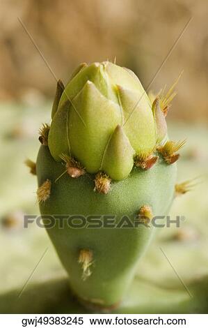 Close-up of cactus, Cinque Terre National Park, La Spezia, Liguria, Italy View Large Photo Image Stock Photography - Close-up of cactus, Cinque Terre National Park, La Spezia, Liguria, Italy. Fotosearch