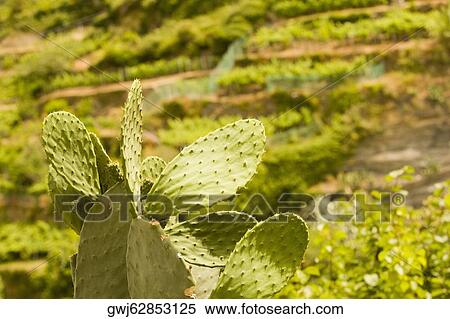 Close-up of cactus plants, Cinque Terre National Park, La Spezia, Liguria, Italy View Large Photo Image Stock Photography - Close-up of cactus plants, Cinque Terre National Park, La Spezia, Liguria, Italy. Fotosearch