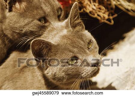 Close-up of cats, Sorrento, Sorrentine Peninsula, Naples Province, Campania, Italy View Large Photo Image Stock Photo - Close-up of cats, Sorrento, Sorrentine Peninsula, Naples Province, Campania, Italy. Fotosearch