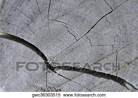 Close-up of cracked log View Large Photo Image Stock Photography - Close-up of cracked log. Fotosearch