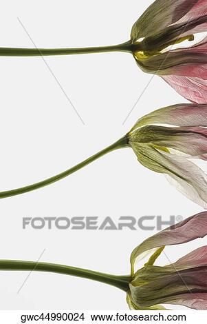 Close-up of dead flowers View Large Photo Image Picture - Close-up of dead flowers. Fotosearch
