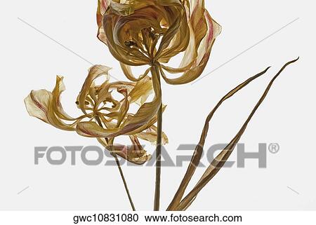 Close-up of dried flowers View Large Photo Image Stock Image - Close-up of dried flowers. Fotosearch