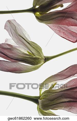 Close-up of dry flowers View Large Photo Image Stock Image - Close-up of dry flowers. Fotosearch