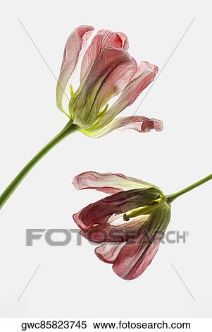 Close-up of dry flowers View Large Photo Image Stock Photography - Close-up of dry flowers. Fotosearch