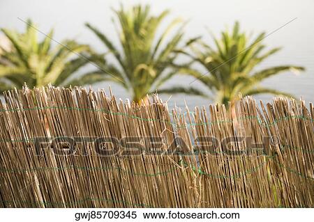 Close-up of fence with palm trees in the background, Amalfi Coast, Campania, Italy View Large Photo Image Stock Photography - Close-up of fence with palm trees in the background, Amalfi Coast, Campania, Italy. Fotosearch