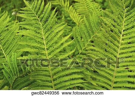 Close-up of ferns View Large Photo Image Stock Photograph - Close-up of ferns. Fotosearch