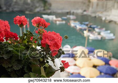 Close-up of flower on plant, Italian Riviera, Cinque Terre National Park, Il Porticciolo, Vernazza, La Spezia, Liguria, Italy View Large Photo Image Stock Photo - Close-up of flower on plant, Italian Riviera, Cinque Terre National Park, Il Porticciolo, Vernazza, La Spezia, Liguria, Italy. Fotosearch
