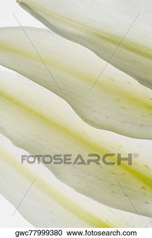 Close-up of flower petals View Large Photo Image Stock Image - Close-up of flower petals. Fotosearch