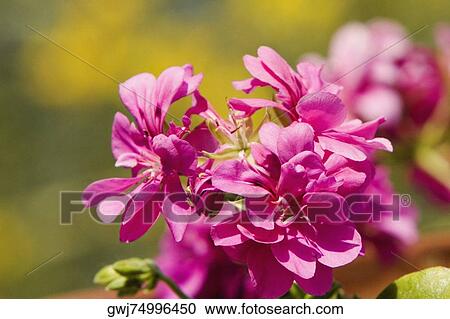Close-up of flower, Sorrento, Sorrentine Peninsula, Naples Province, Campania, Italy View Large Photo Image Stock Image - Close-up of flower, Sorrento, Sorrentine Peninsula, Naples Province, Campania, Italy. Fotosearch