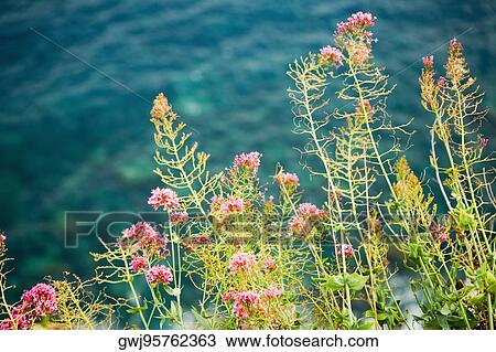 Close-up of flowers at seaside, Corniglia, Cinque Terre, Italian Riviera, La Spezia, Liguria, Italy View Large Photo Image Stock Image - Close-up of flowers at seaside, Corniglia, Cinque Terre, Italian Riviera, La Spezia, Liguria, Italy. Fotosearch