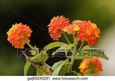 Close-up of flowers, Cinque Terre National Park, La Spezia, Liguria, Italy View Large Photo Image Stock Image - Close-up of flowers, Cinque Terre National Park, La Spezia, Liguria, Italy. Fotosearch