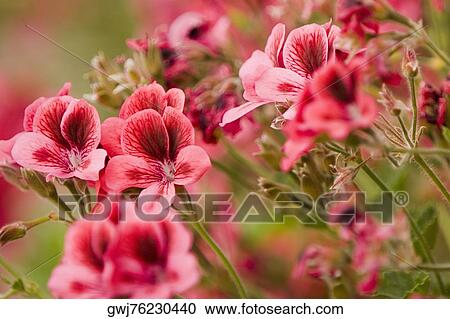 Close-up of flowers, Cinque Terre National Park, La Spezia, Liguria, Italy View Large Photo Image Stock Image - Close-up of flowers, Cinque Terre National Park, La Spezia, Liguria, Italy. Fotosearch