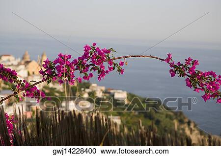 Close-up of flowers on a branch with a town in the background, Amalfi Coast, Maiori, Salerno, Campania, Italy View Large Photo Image Stock Image - Close-up of flowers on a branch with a town in the background, Amalfi Coast, Maiori, Salerno, Campania, Italy. Fotosearch