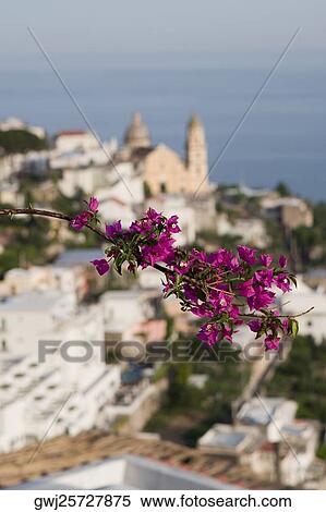 Close-up of flowers on a plant, Parrocchiale di San Gennaro, Amalfi Coast, Vettica Maggiore, Salerno, Campania, Italy View Large Photo Image Stock Photography - Close-up of flowers on a plant, Parrocchiale di San Gennaro, Amalfi Coast, Vettica Maggiore, Salerno, Campania, Italy. Fotosearch