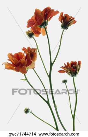 Close-up of flowers on a stem View Large Photo Image Picture - Close-up of flowers on a stem. Fotosearch
