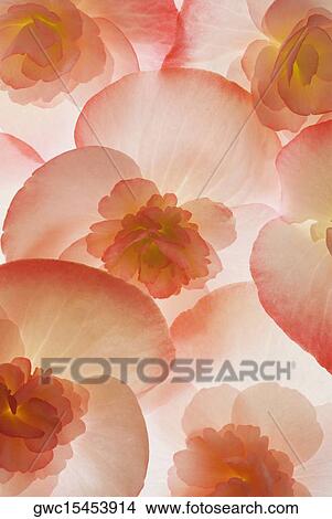 Picture - Close-up of flowers. Fotosearch